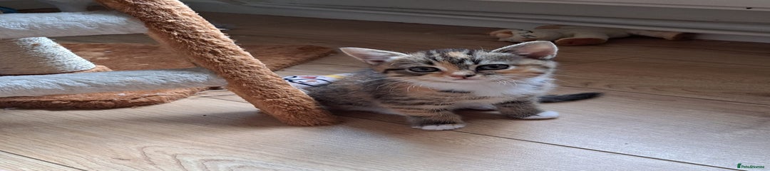 Mixed Breed Kitten 1