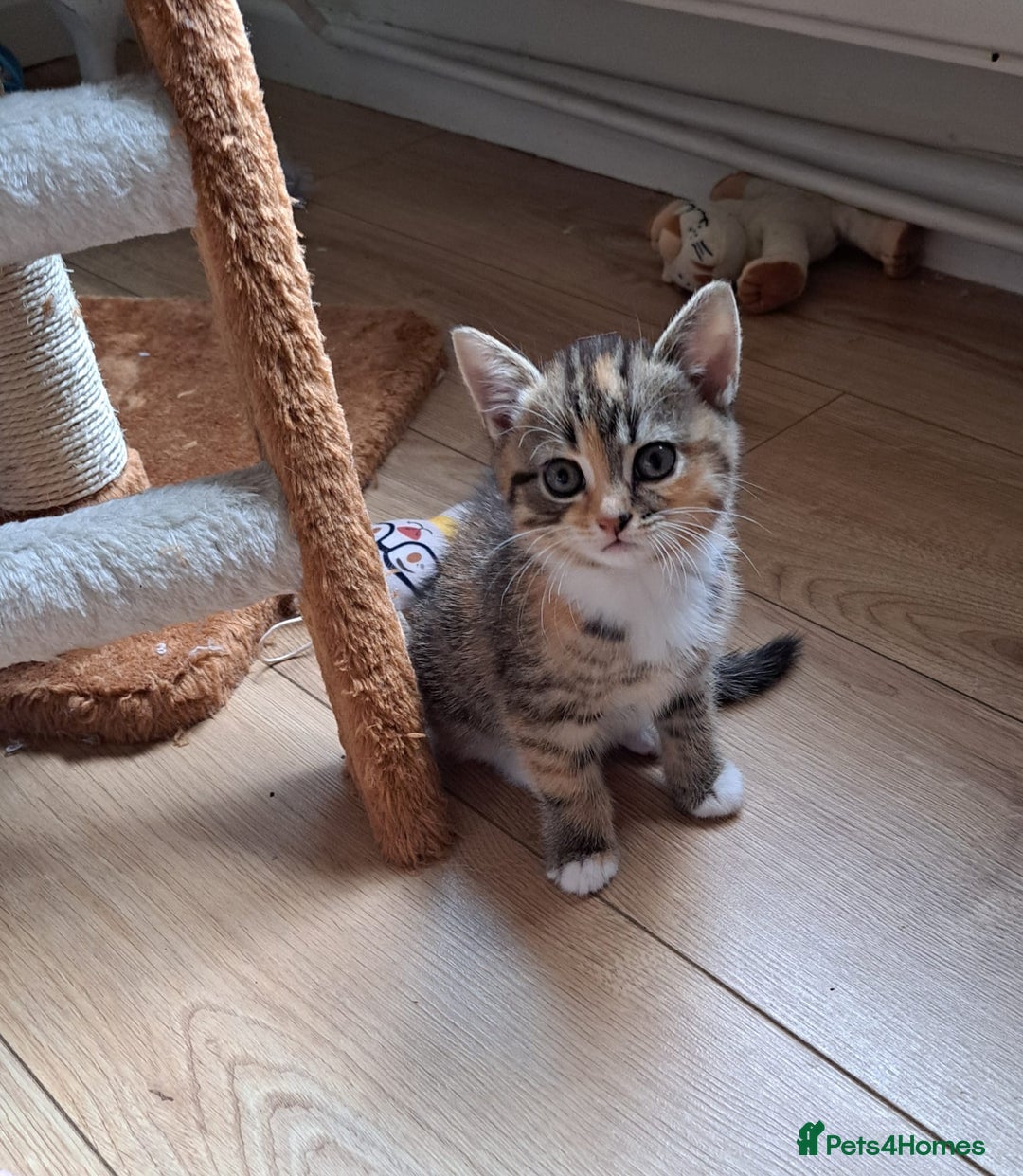 Mixed Breed cats for sale: Four fluffy stress reducers looking for new homes - Image 1