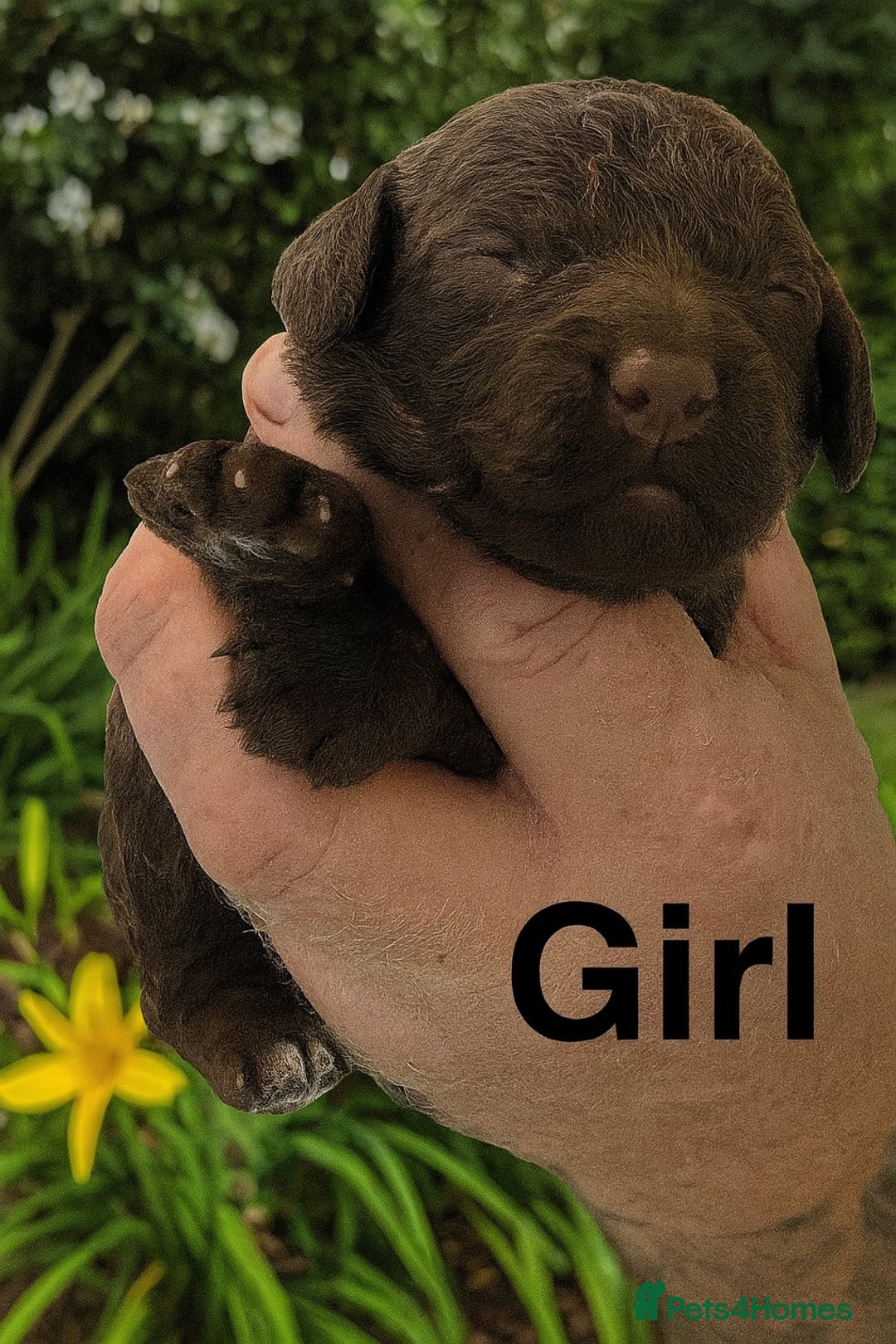 Cockapoo dogs for sale: DNA TESTED Cockapoo puppies, ready 22nd October  - Image 6