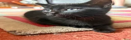 Mixed Breed cats for sale: 5 beautiful Kittens  - Advert 6