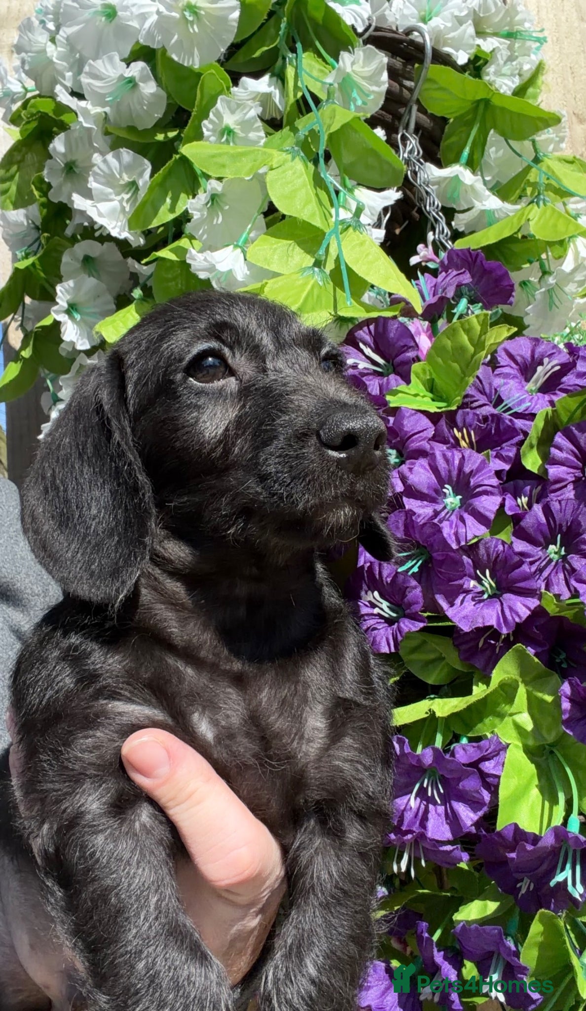 Doxiepoo dogs 🧡💛Adorable Daxipoo Puppies 💜🩷 - Advert 11
