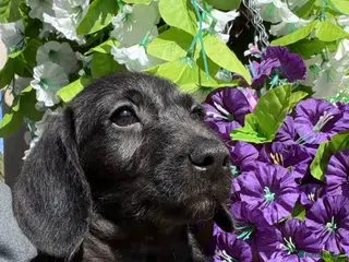 Doxiepoo dogs 🧡💛Adorable Daxipoo Puppies 💜🩷 - Advert 11