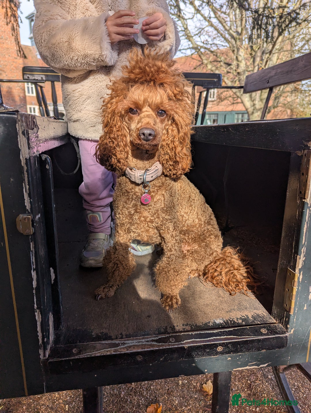 Miniature Poodle dogs for sale: Prestine pedigree poodles - Advert 3