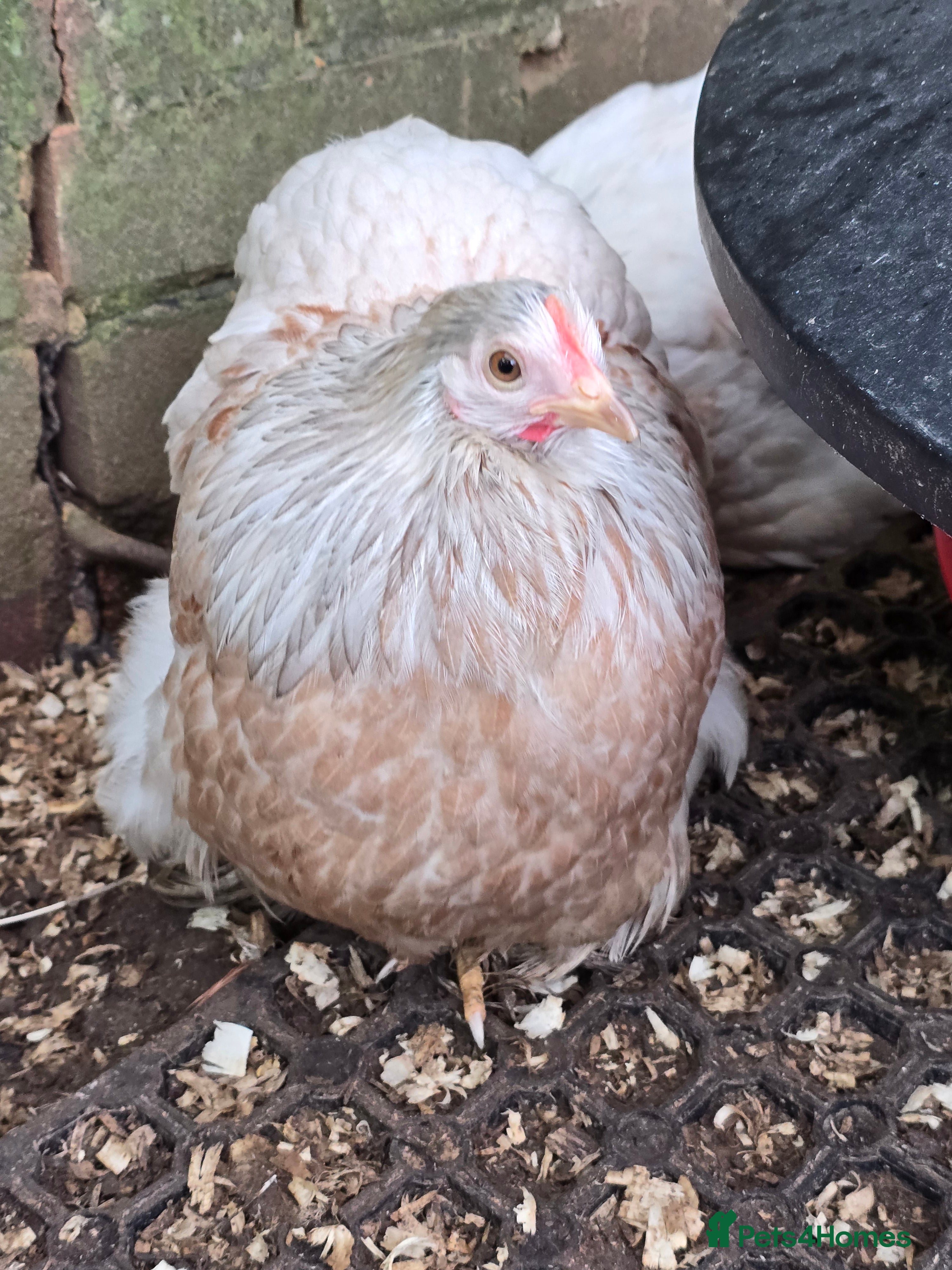 Chickens poultry Pekin Bantam Pullets  - Advert 6