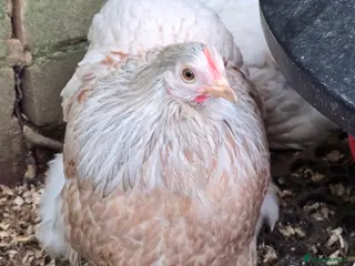 Chickens poultry Pekin Bantam Pullets - Advert 6