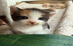 Devon Rex cats for sale: Adorable first generation permitted outcross - Image 15