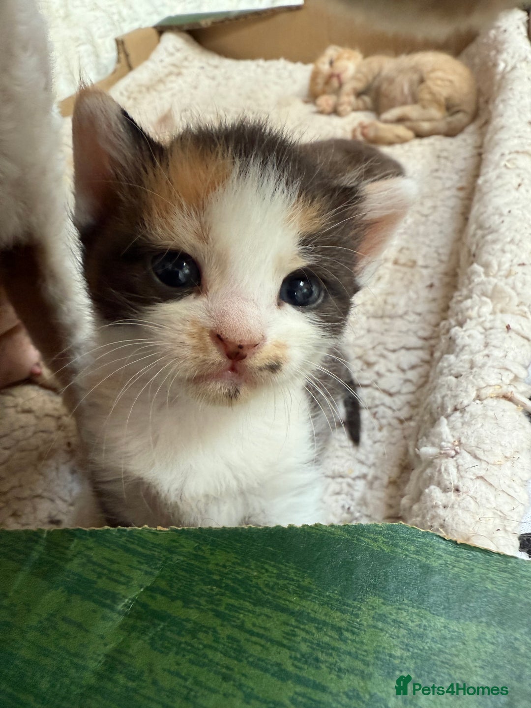 Devon Rex cats for sale: Adorable first generation permitted outcross - Image 15