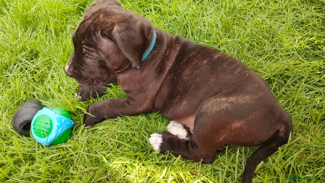Mixed Breed dogs for sale: Cane Corso x Puppies  - Image 5