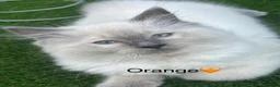 Ragdoll cats for sale: 🩵TWO Beautiful Bluepoint Ragdoll girls for sale🩵 - Advert 7