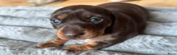 Miniature Dachshund dogs for sale: Two miniature dachshund  - Advert 6