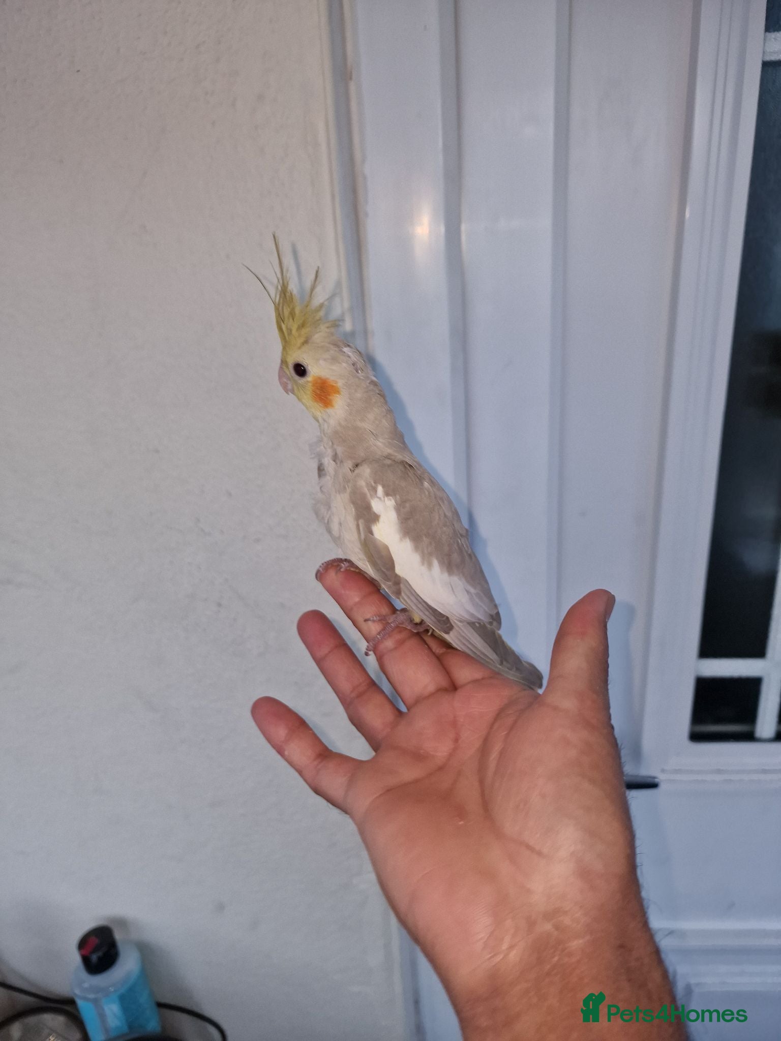 Cockatiels birds Super silly tamed baby cockatiels  - Advert 11