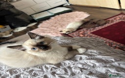 Ragdoll cats for sale: Ragdoll kittens - Image 17