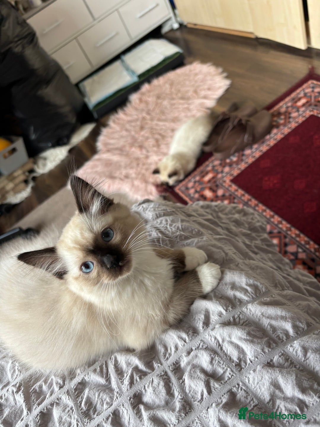 Ragdoll cats for sale: Ragdoll kittens - Image 17