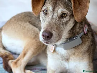 Mixed Breed dogs 🌿Lovely GRACE – for a Confident & Loving Home🌿 - Advert 13