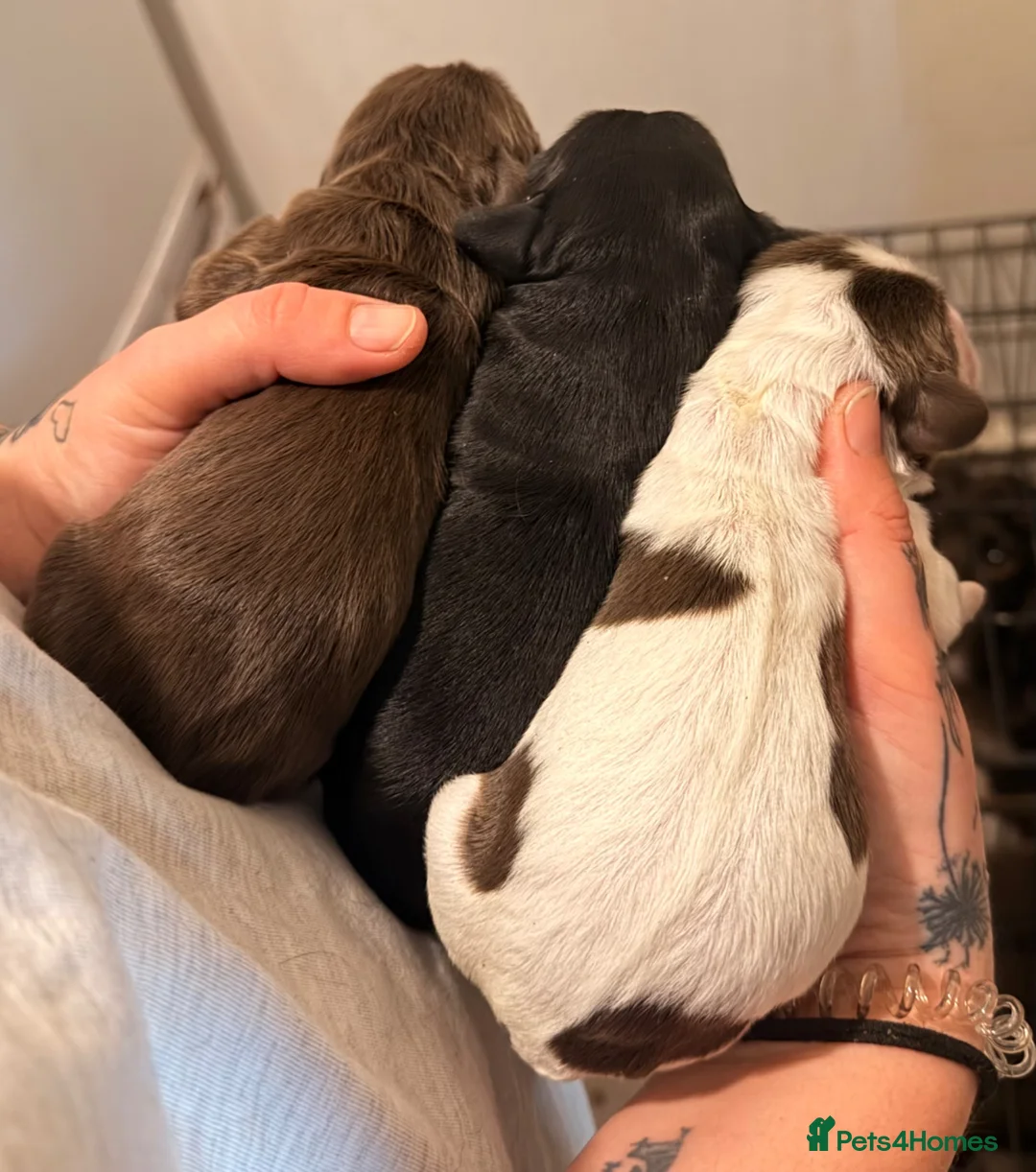 Cocker Spaniel dogs for sale: Cocker spaniel puppies  - Advert 2