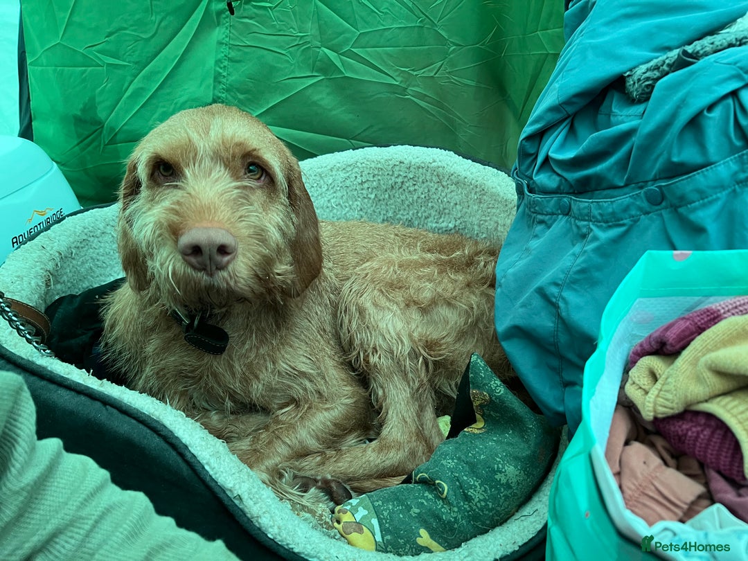 Hungarian Vizsla dogs for sale: Female wire haired Hungarian Vizsla - Advert 4