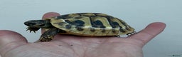 Tortoise reptiles for sale: Baby hermanns tortoises ready now. Setups also av - Advert 5
