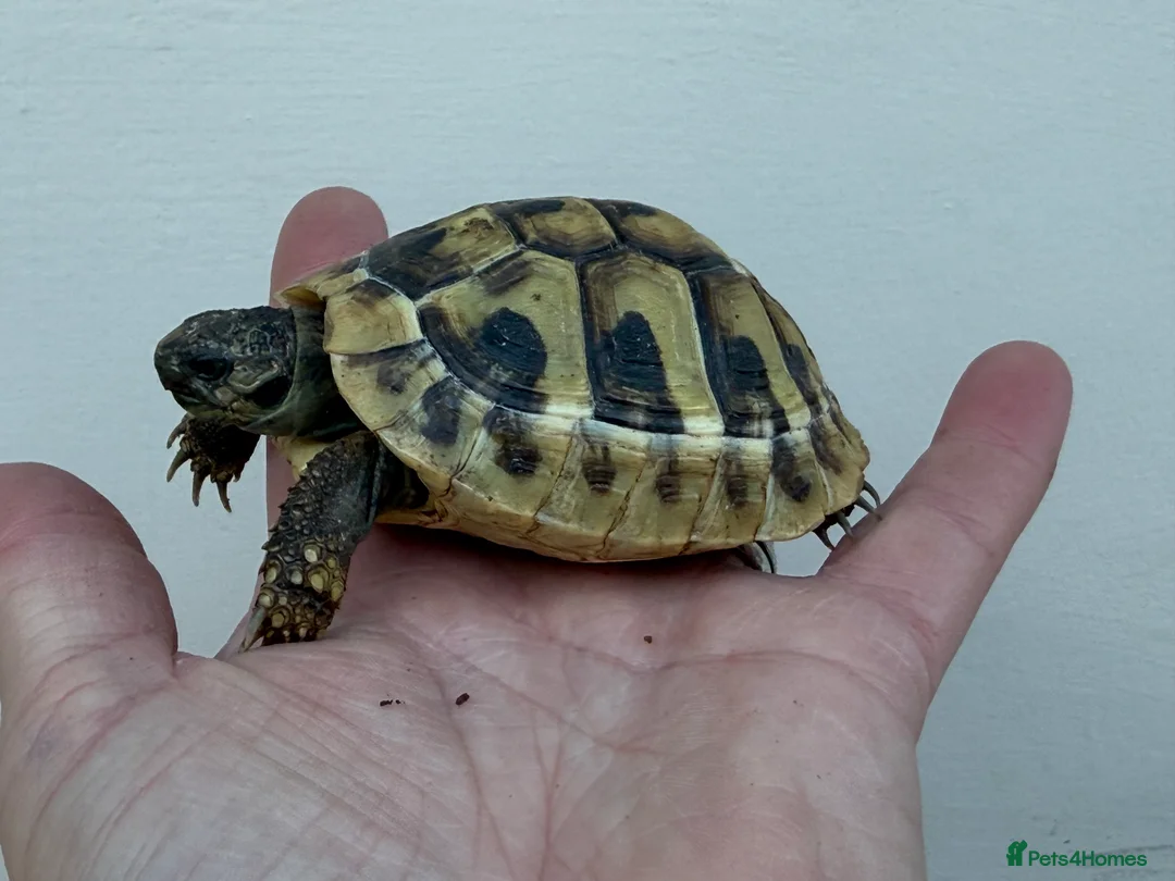 Tortoise reptiles for sale: Baby hermanns tortoises ready now. Setups also av - Advert 5