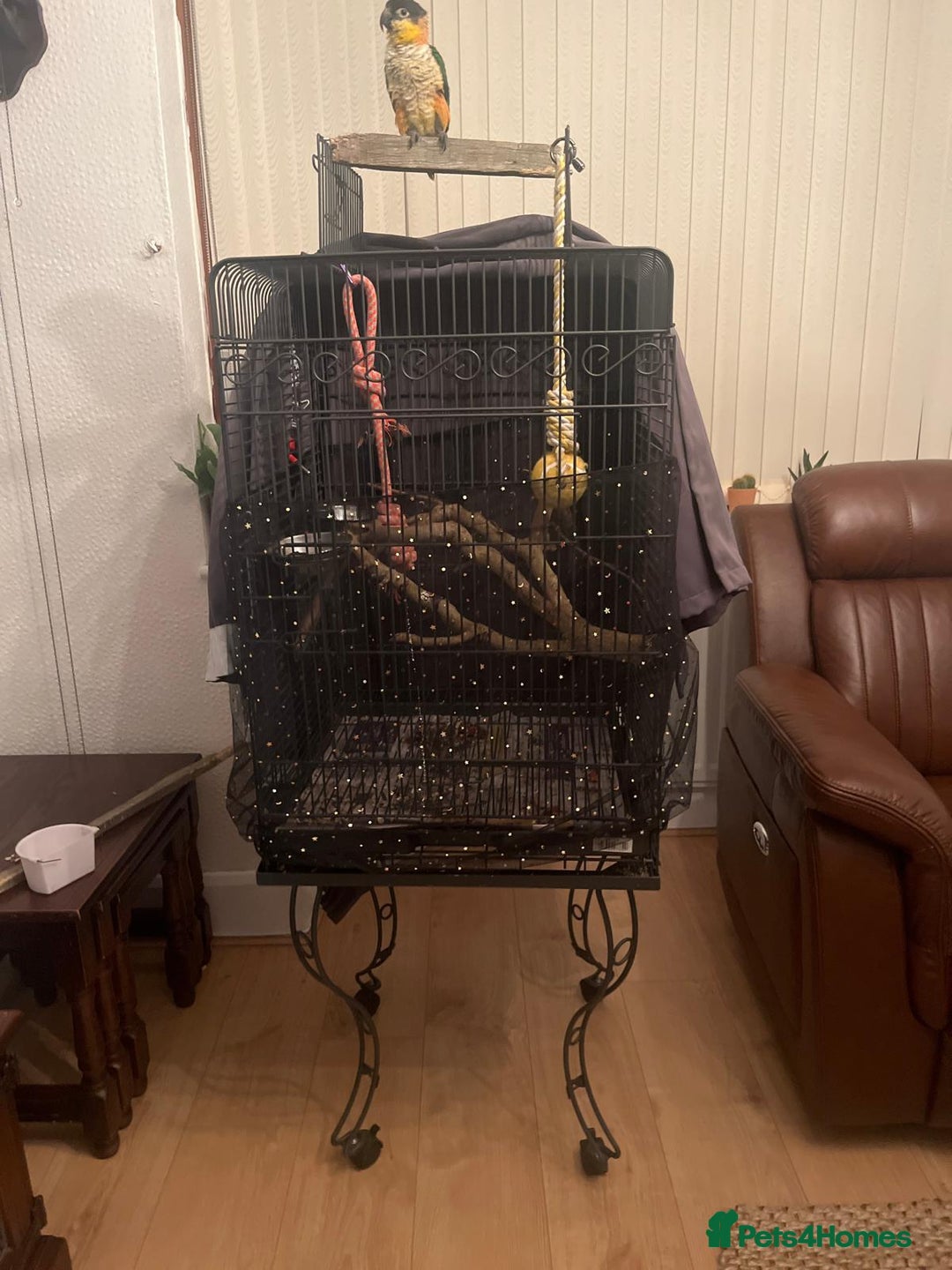 Parrots birds for sale: Caique 6 month  - Advert 4