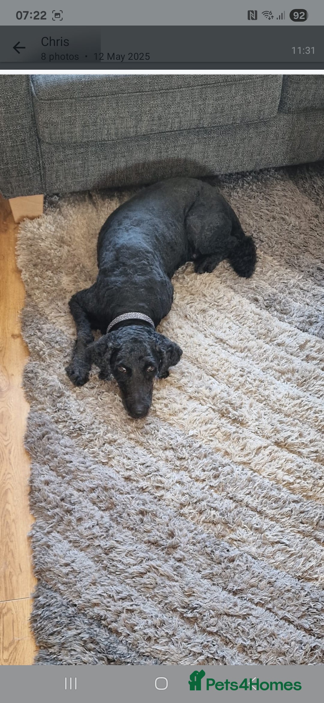 Labradoodle dogs for sale: Mother and daughter  - Image 10