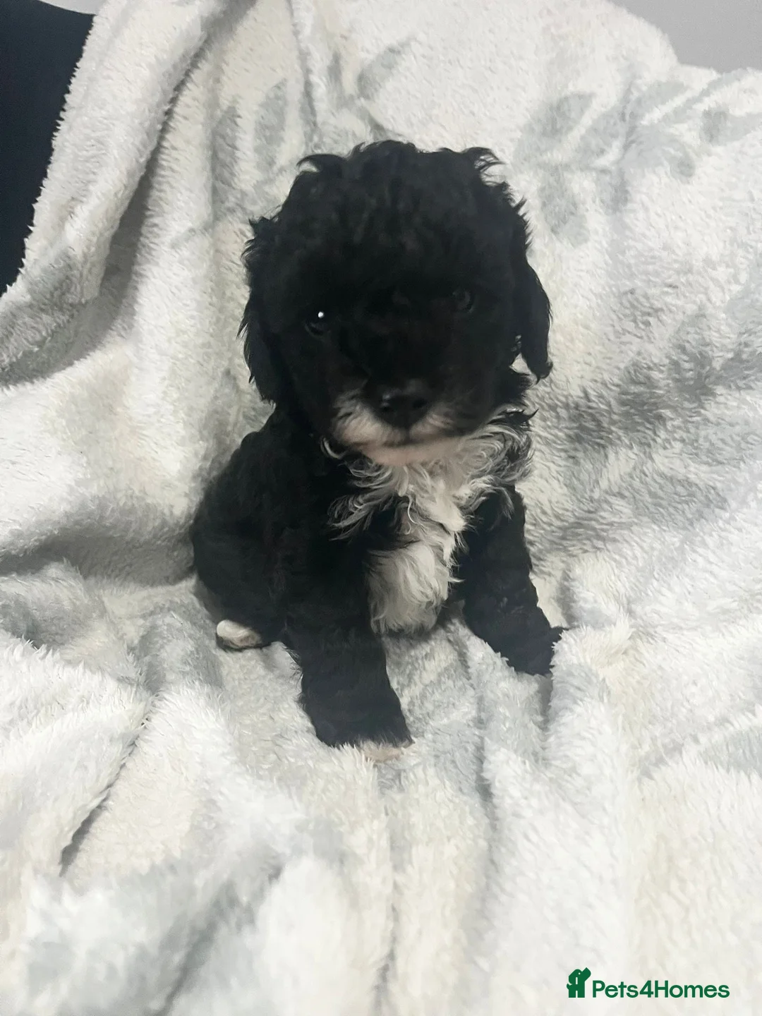 Cavapoo dogs for sale: Adorable toy cavapoo puppies health tested  - Advert 5