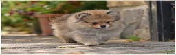 Pomeranian dogs for sale: 🐾 Beautiful Pomeranian Puppies RKC DNA ❤️ in Manchester - Advert 4