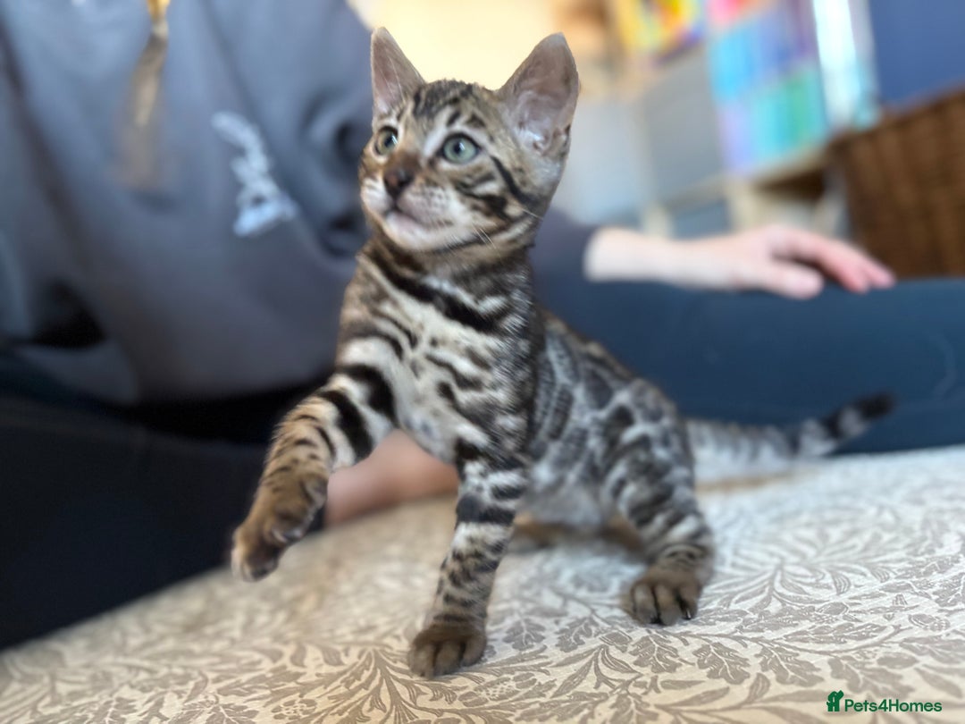 Bengal cats for sale: Pedigree TICA Bengal Brown Rosetted Male Kitten - Image 12