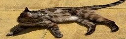 Bengal cats for sale: ✨ Beautiful Bengal Kittens✨ - Advert 6