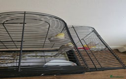 Cockatiels birds for sale: Cocktails bird - Image 1