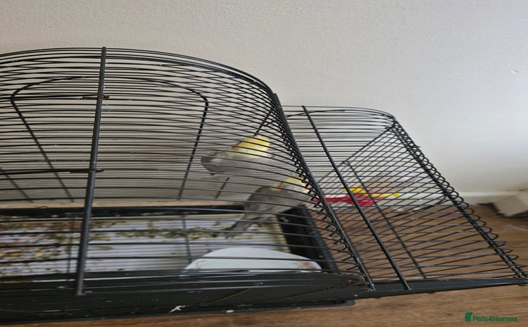 Cockatiels birds - Advert 10