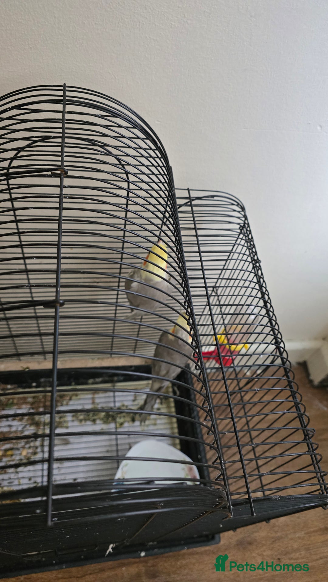 Cockatiels birds for sale: Cocktails bird - Image 1