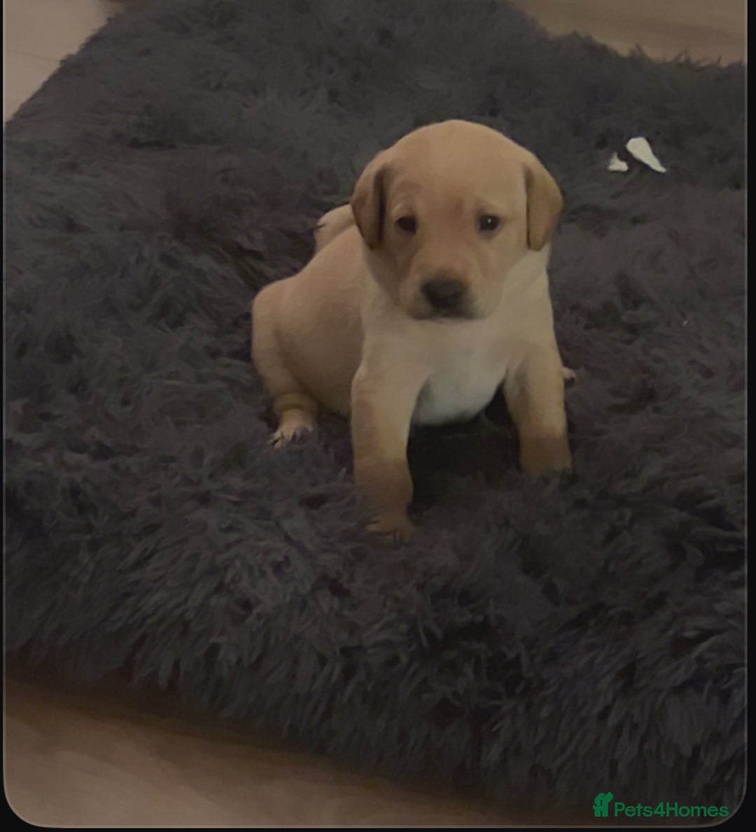 Labrador Retriever dogs for sale: Beautiful fox red puppies  - Advert 2