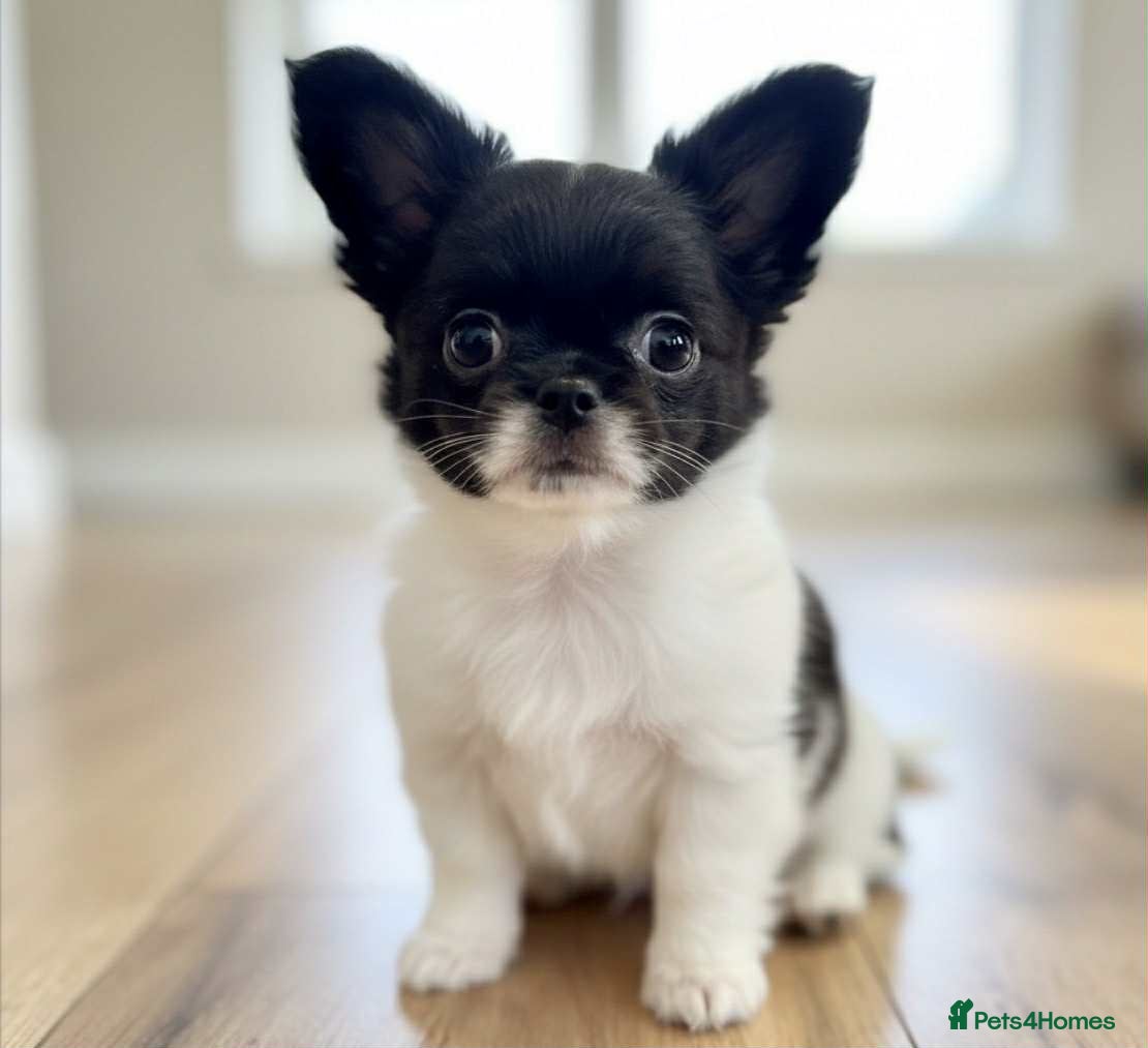 Chihuahua dogs Chihuahua  - Advert 12