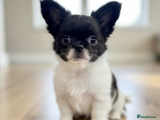 Chihuahua dogs Chihuahua - Advert 8