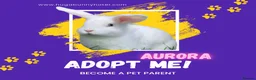 Mixed Breed rabbits for sale: Aurora vaccinated neutered - Advert 2