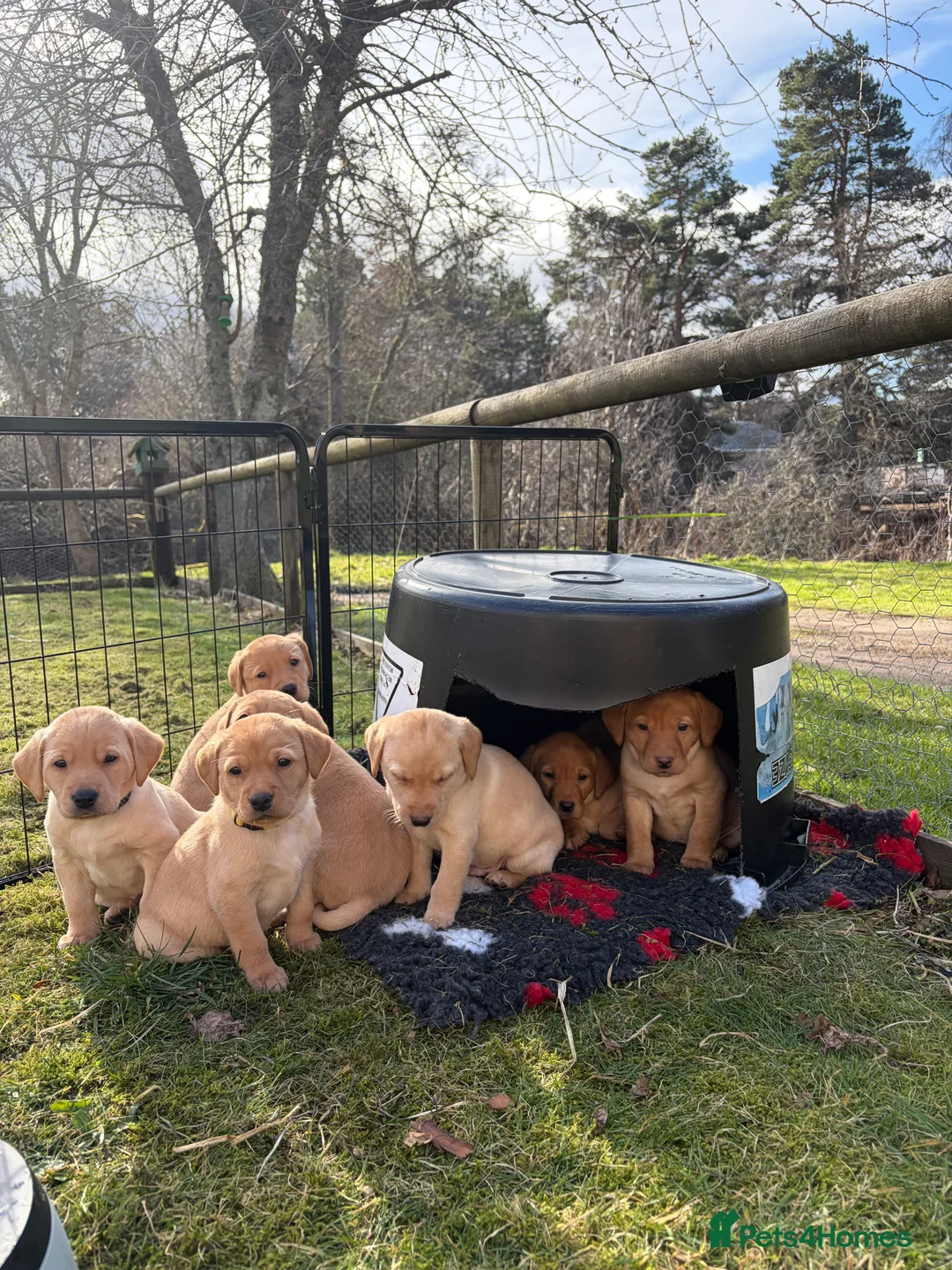 Labrador Retriever dogs for sale: Working Labrador Puppies - 1 girl, 2 boys  in Ballater - Advert 1