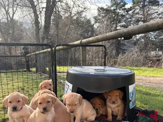 Labrador Retriever dogs Working Labrador Puppies - 1 girl, 2 boys - Advert 1
