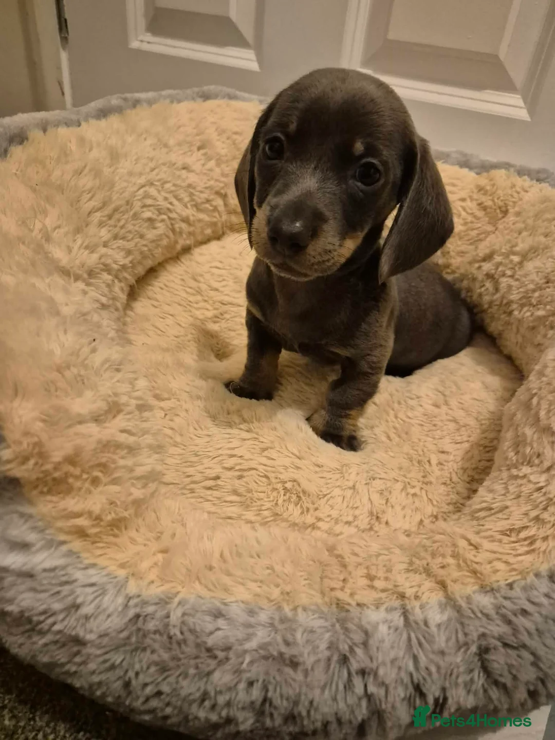 Miniature Dachshund dogs for sale: KC Dachshund puppies  - Advert 24