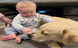 Golden Retriever dogs for sale: Gorgeous adult golden retriever  - Image 4