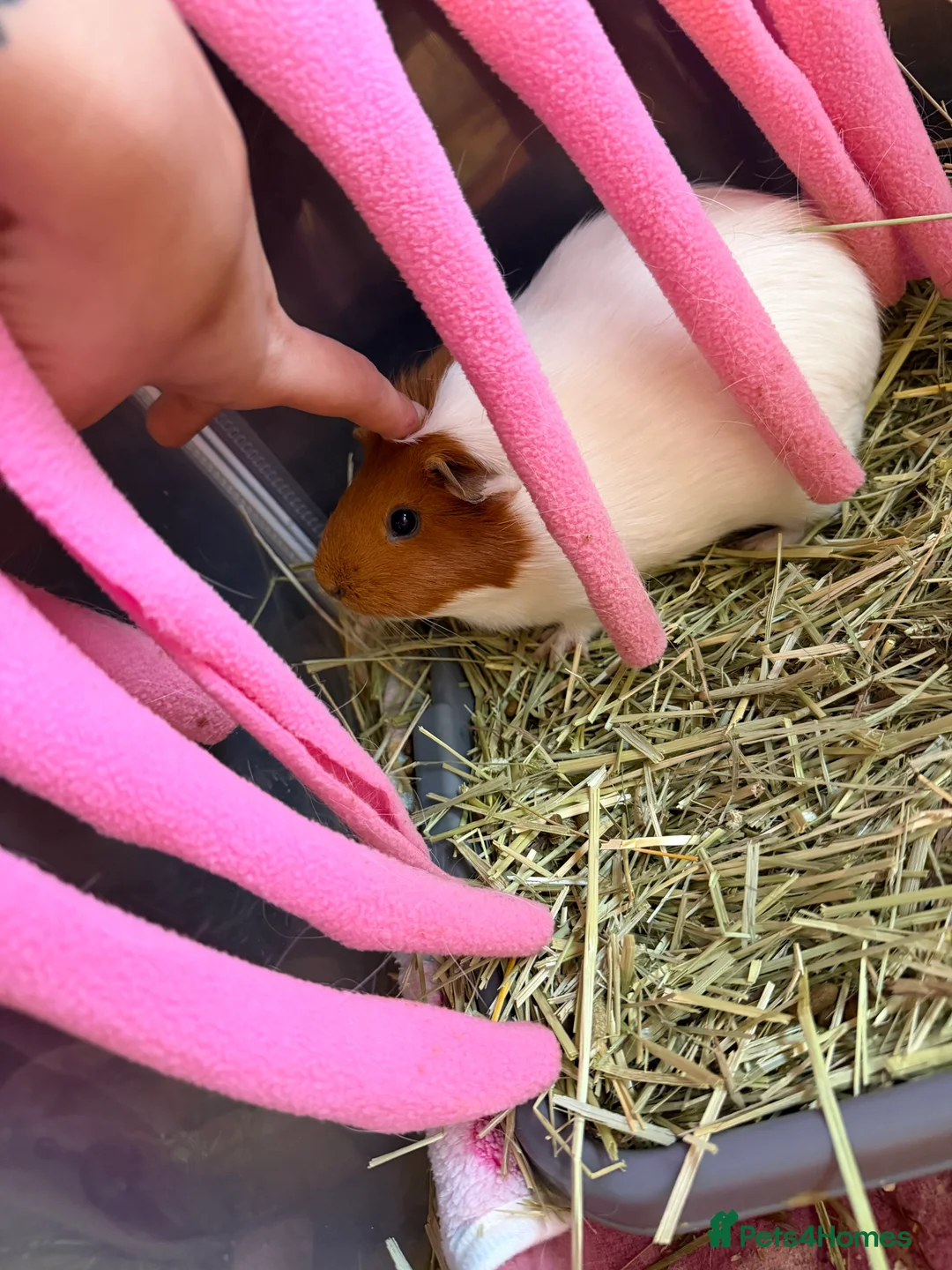 Guinea Pig rodents for sale: 2 guinea pigs - Advert 2