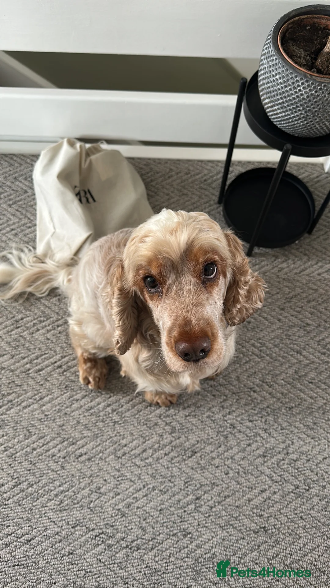 Cocker Spaniel dogs for sale: KC REG Show cocker spaniels - Advert 9