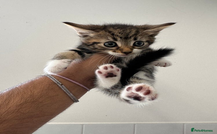 Mixed Breed cats - Advert 12