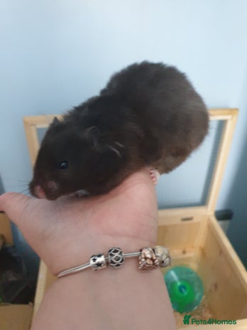 Mixed Breed rodents in Preston - Advert 4