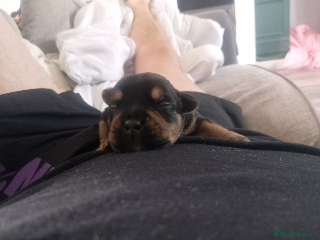 Mixed Breed dogs for sale: Pups for sale  - Image 5