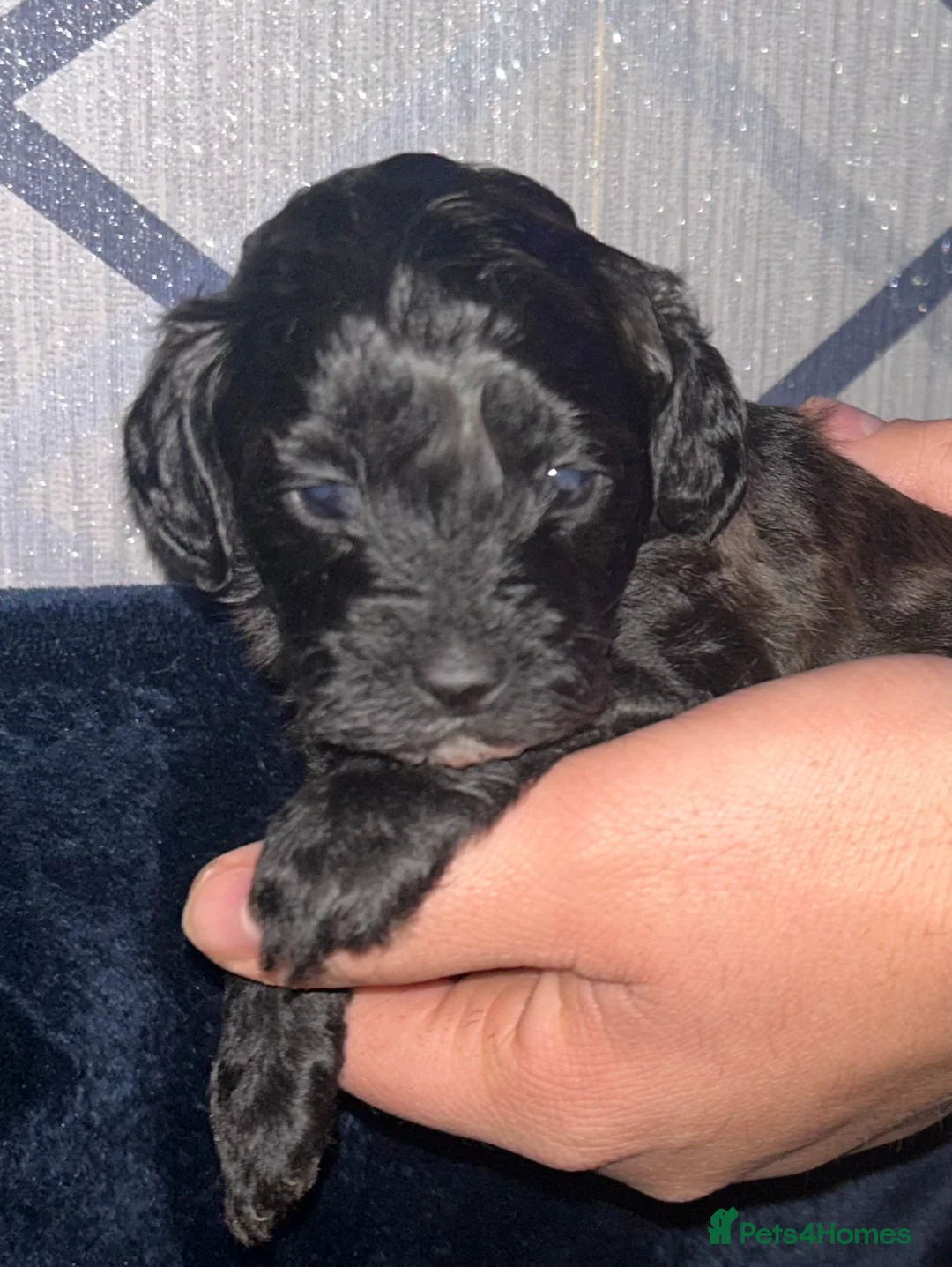 Shihpoo dogs for sale: ✨ REDUCED PRICE. Last Shihpoo Puppy Left  ✨ - Advert 18