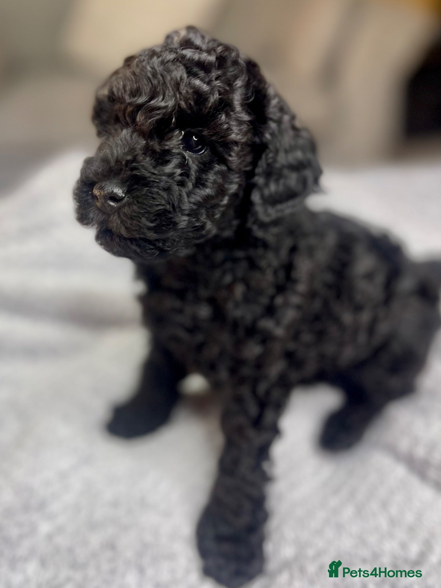 Maltipoo dogs F1b Toy Maltipoo 1 boy left Ready 22 July  - Advert 2