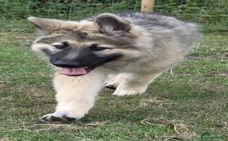 German Shepherd dogs in Coalville - Advert 12