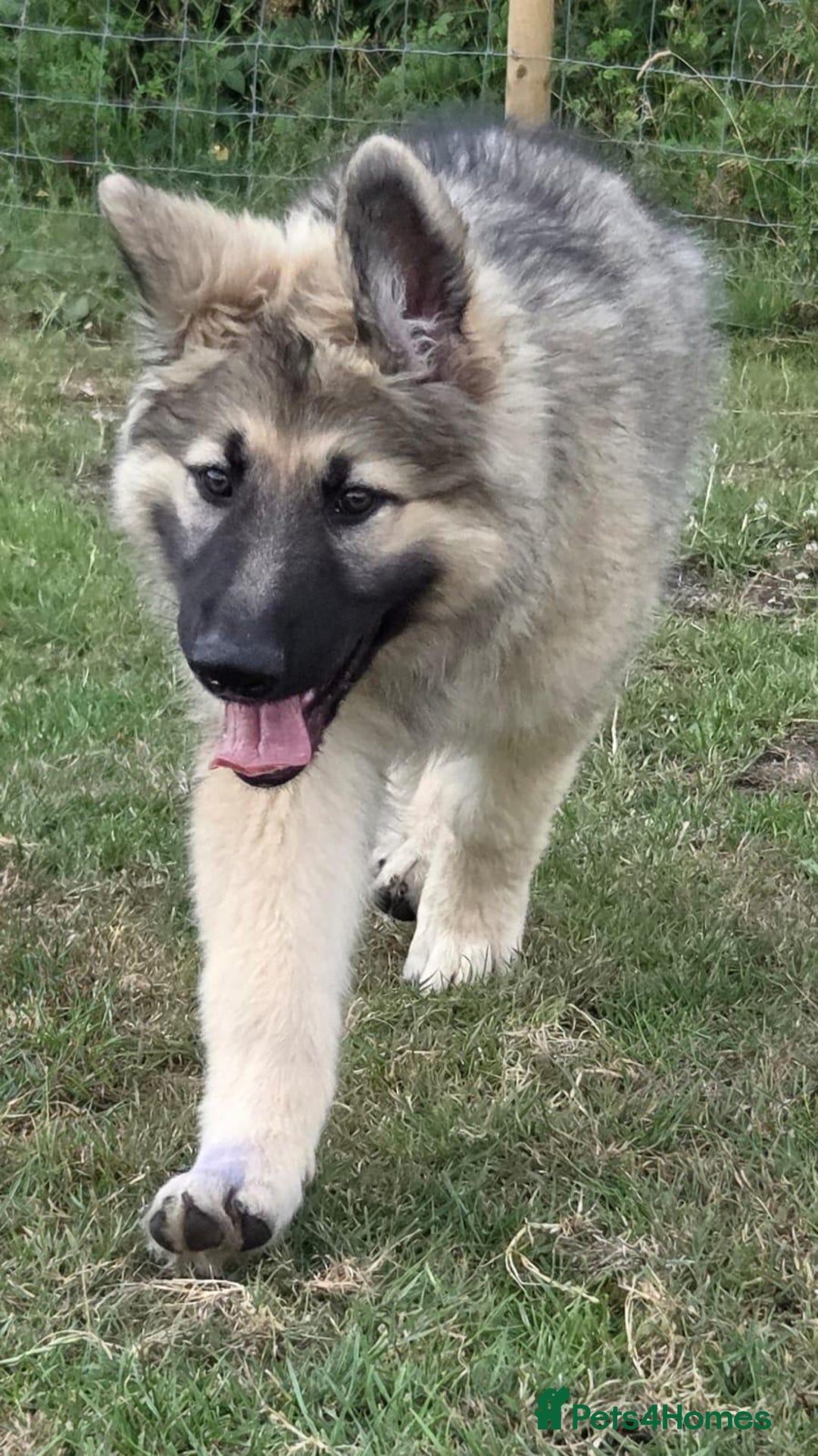 German Shepherd dogs for sale: German Shepherd Puppy 5 - Beautiful long coated  - Image 19