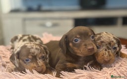 Miniature Dachshund dogs for sale: Adorable miniature dachshund  - Image 16