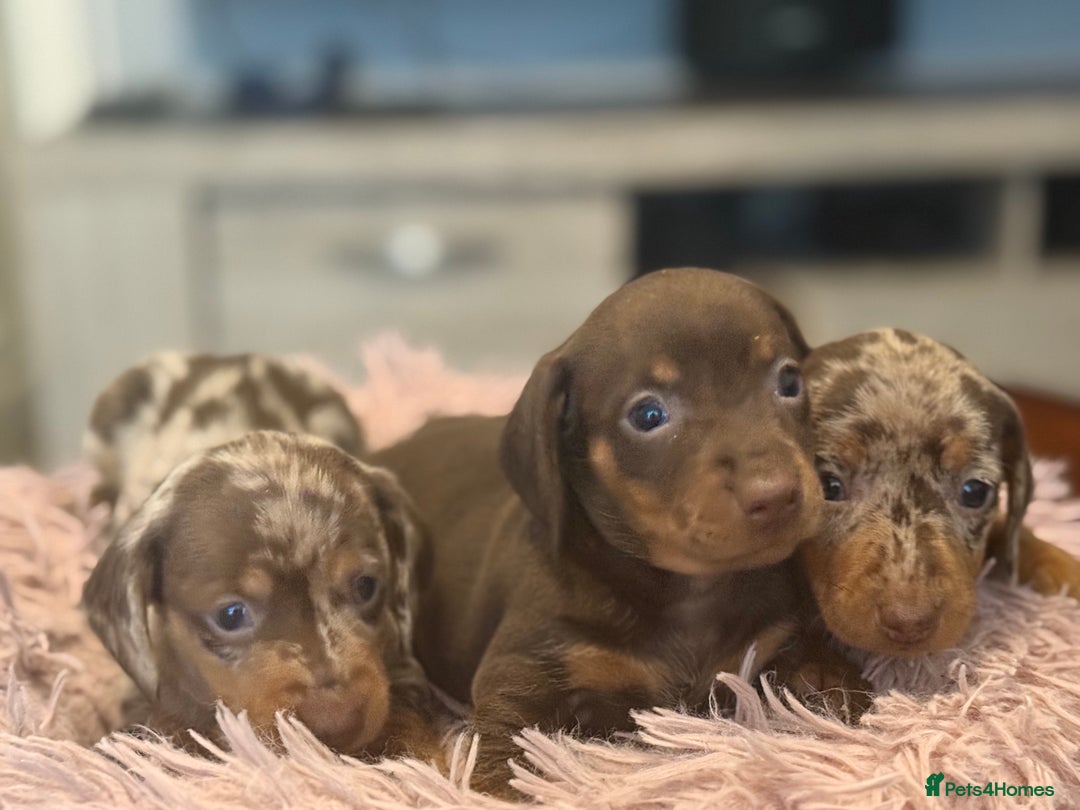 Miniature Dachshund dogs for sale: Adorable miniature dachshund  - Image 16